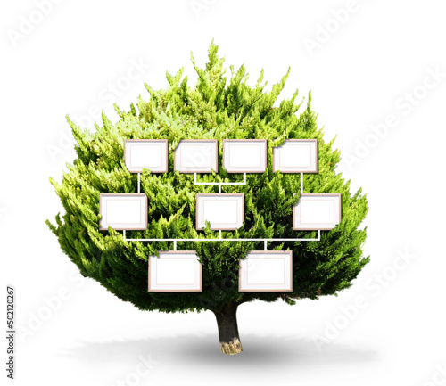 Photo Green coniferous tree on white background