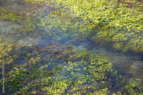 Clear Stream with Green Natural Water Plants