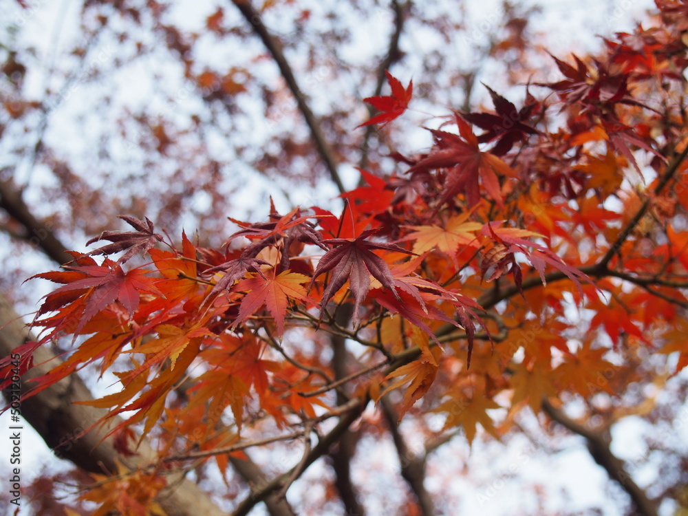 紅葉