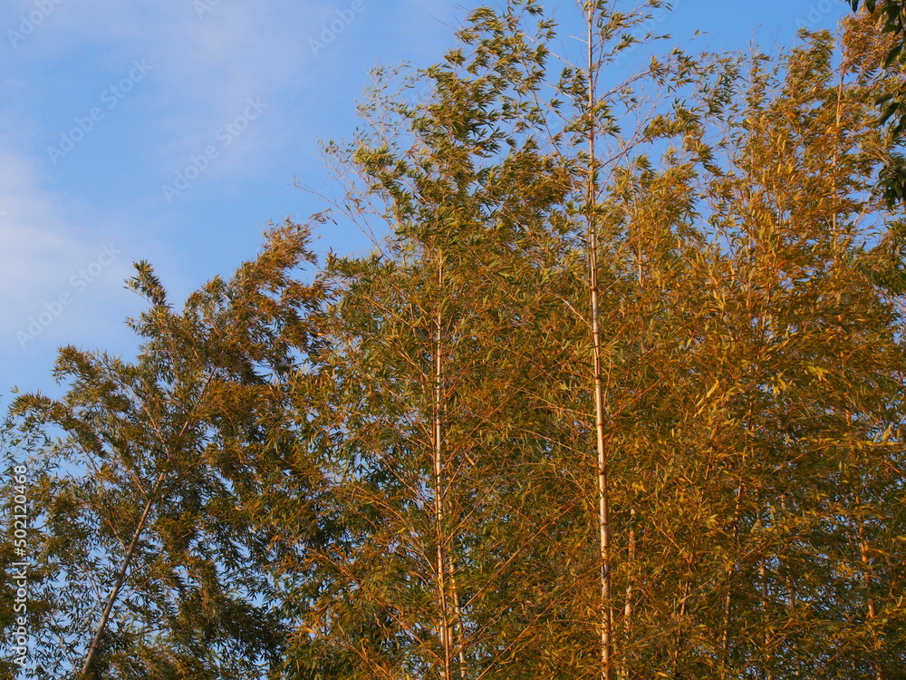 Fototapeta premium OLYMPUS DIGITAL CAMERA