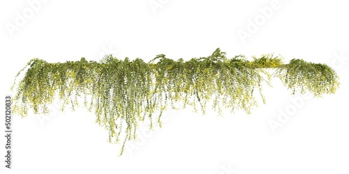 Fototapeta Naklejka Na Ścianę i Meble -  Climbing plants creepers isolated on white background 3d illustration