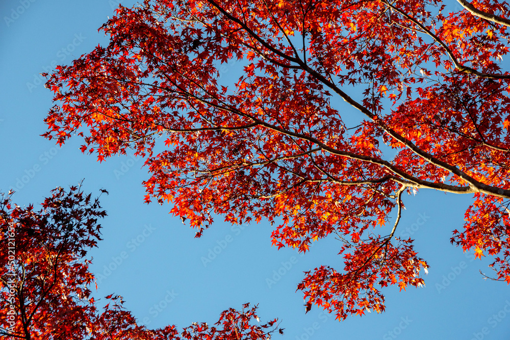 red autumn leaves red autumn leaves