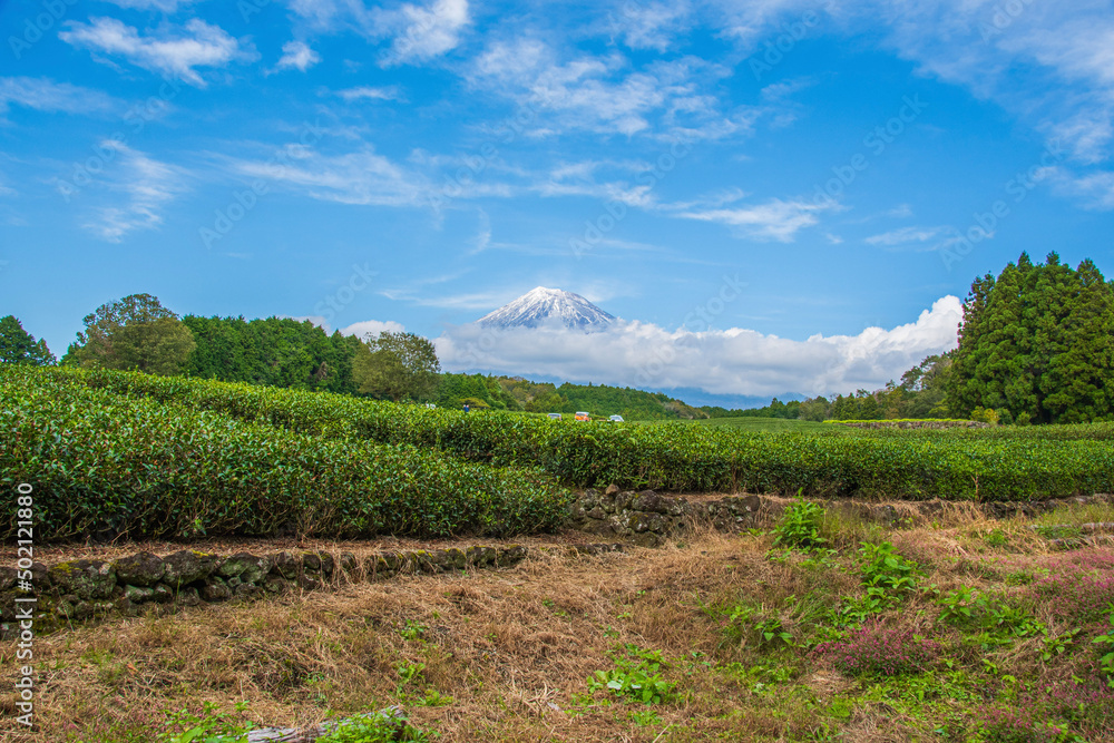 Fototapeta premium vineyard in the summer