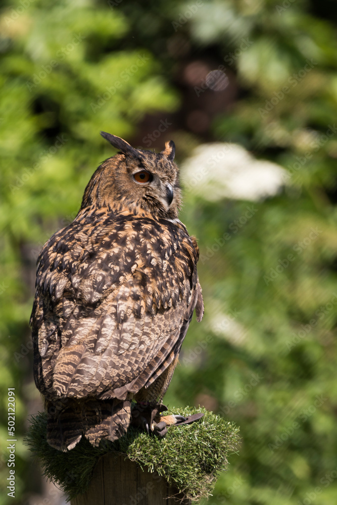 A picture of a owl A picture of a owl