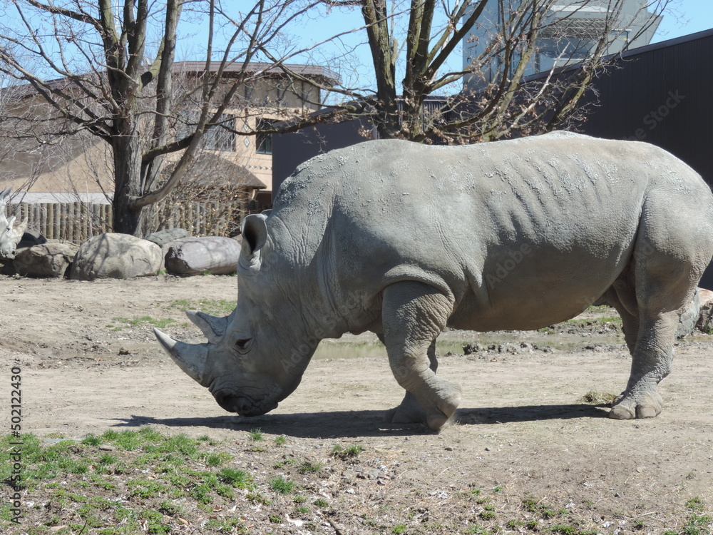 Fototapeta premium RHINO