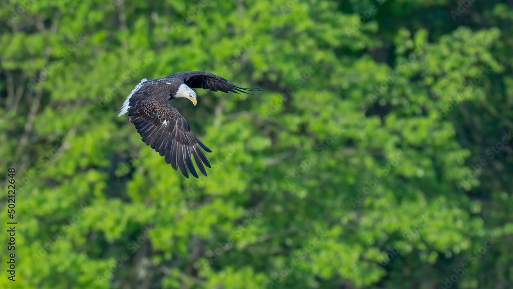 Adult bald eagle flying with trees in the background. Adult bald eagle flying with trees in the background.