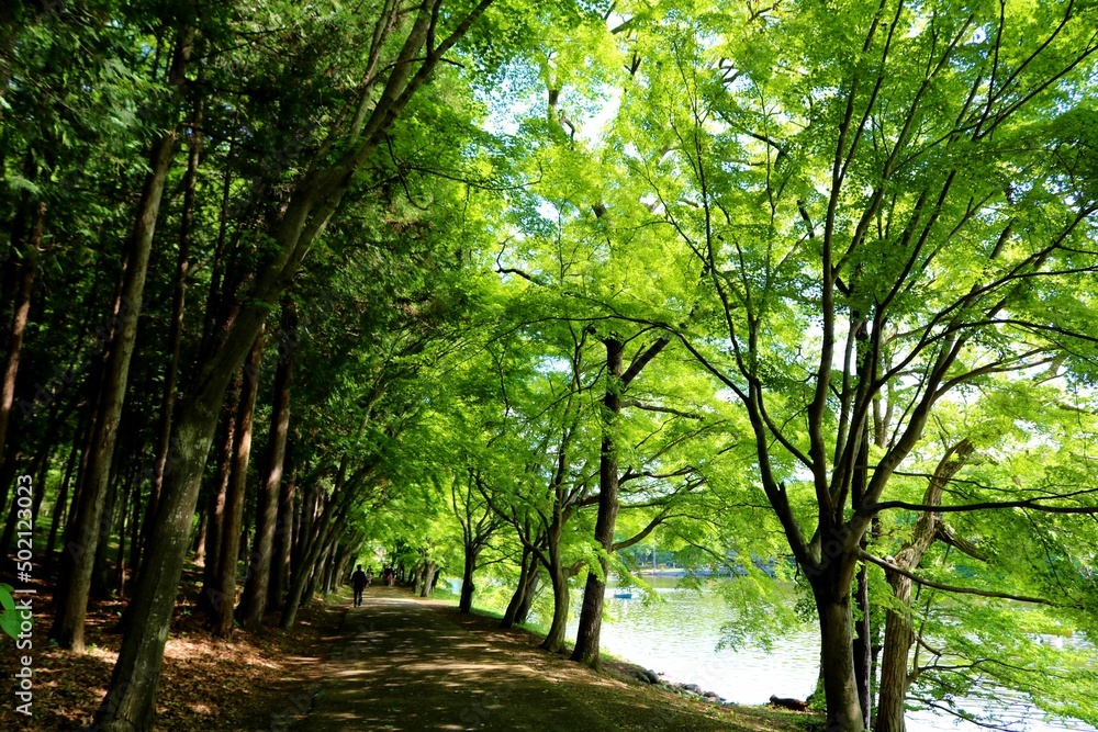 Fototapeta premium 気持ち良い新緑 木漏れ日 風景 真岡井頭公園