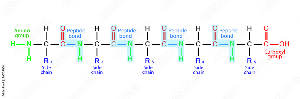 Protein Structural Formula. Peptide Bonds Formation From Amino acids ...