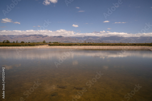 View of the lake, vineyard and mountains in the horizon. Beautiful blue sky with clouds reflection in the water surface.