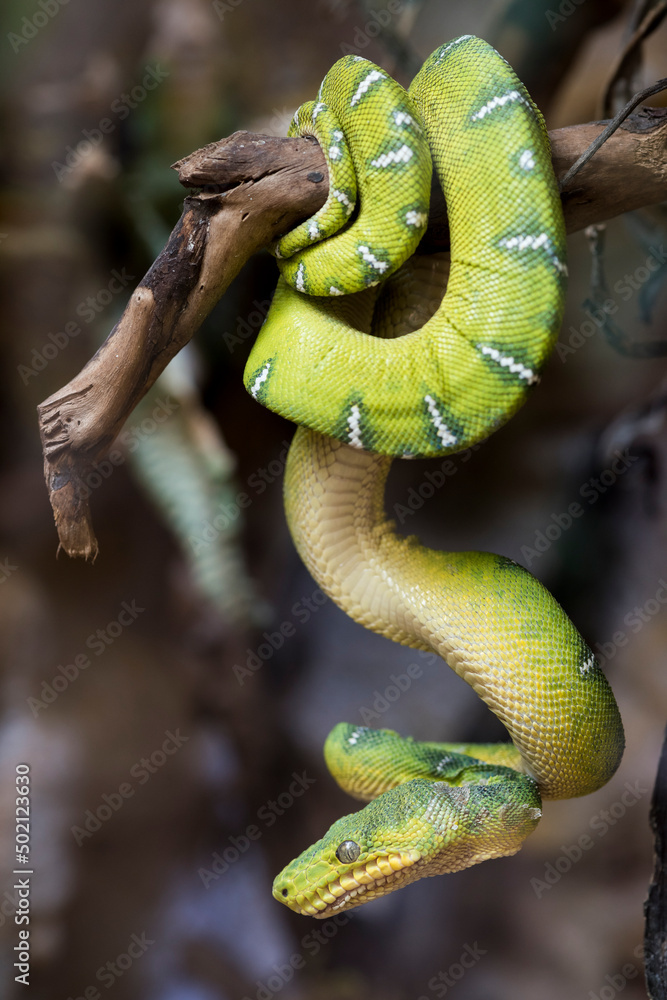 Obraz premium A picture of a snake