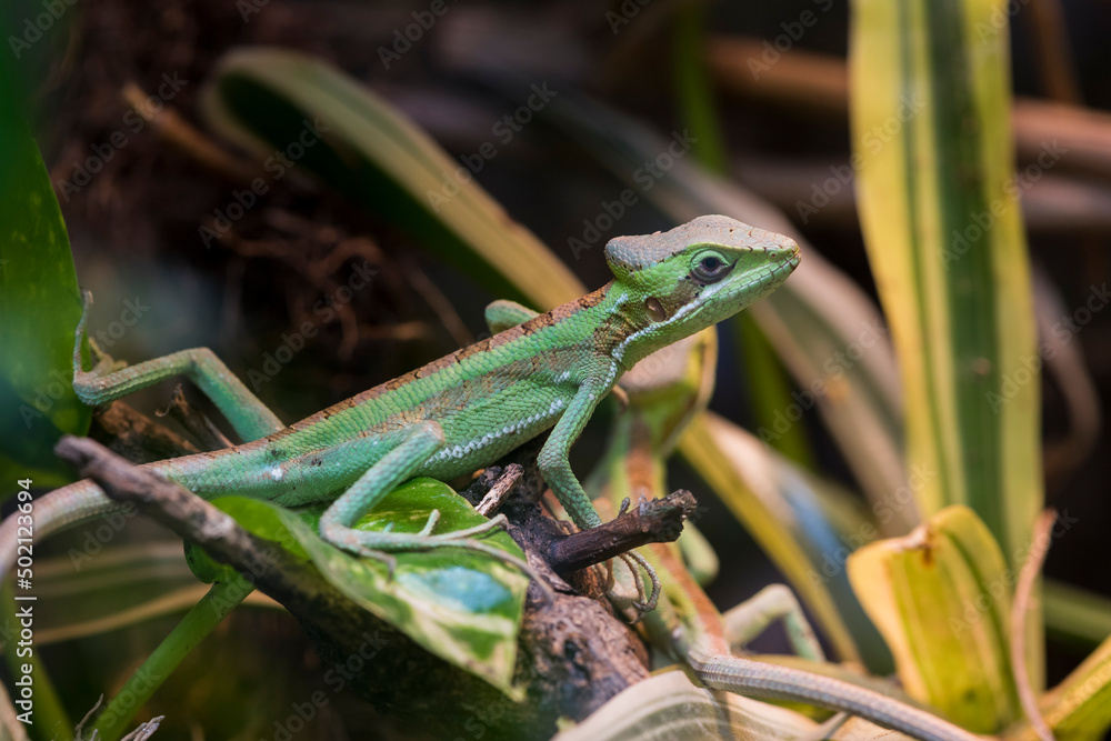 Fototapeta premium A picture of a lizard