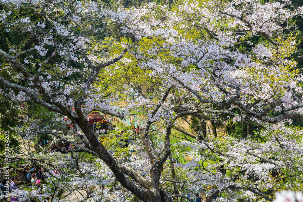 Cherry blossom in Alishan National Forest Recreation Area