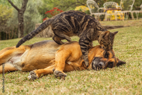  cat and german shepherd dog playing in the park © Cesar