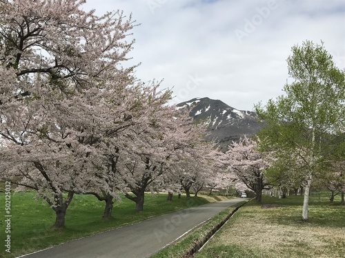 磐梯山と桜