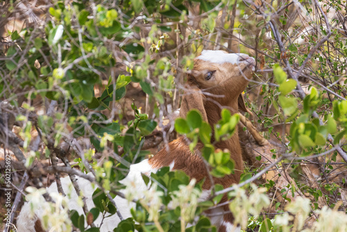 Fototapeta Naklejka Na Ścianę i Meble -  A wild goat foraging for food along the road in the U.S. Virgin Islands National Park on the island of Saint John.
