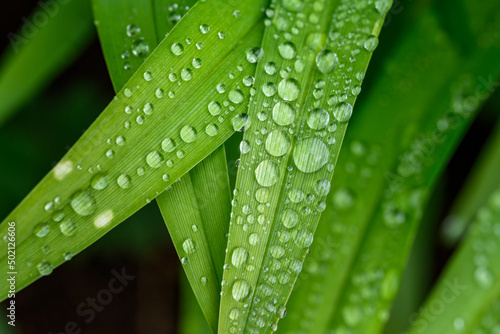 Closeup of rain droplets on a long green plant leaves as a nature background
