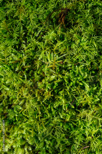 Lush feathery green moss growing in a woodland environment, as a textured nature background 