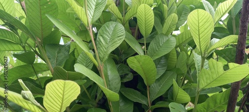 Guava plant(Psidium guajava) or guava leaves photo