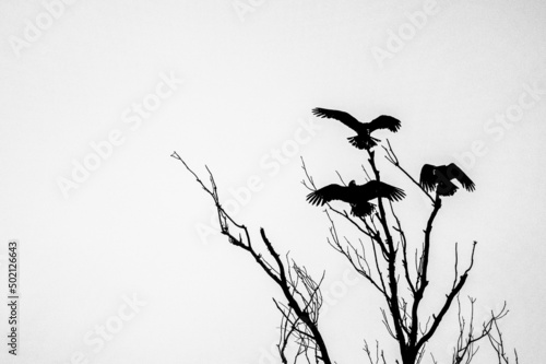 Arvore pé de corvo em P&B photo