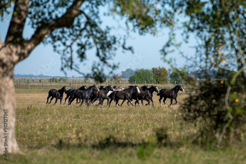 Horses running in nature