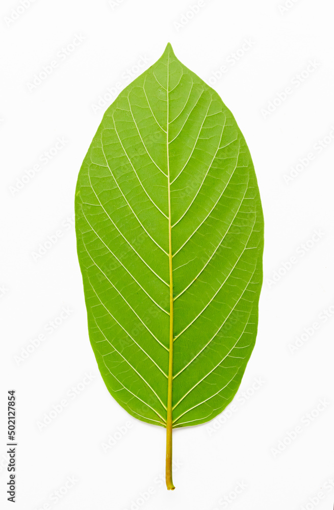 Behind of Mitragyna Speciosa Korth or kratom leaf isolated on white background. Behind of Mitragyna Speciosa Korth or kratom leaf isolated on white background.