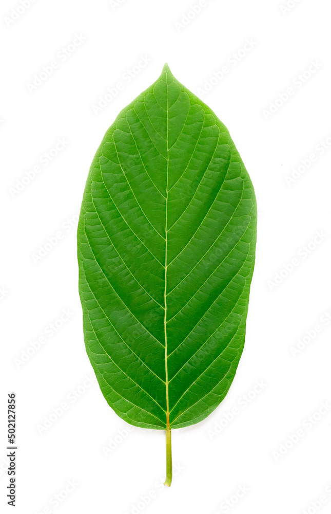 Obraz premium Mitragyna Speciosa Korth or kratom leaf isolated on white background.