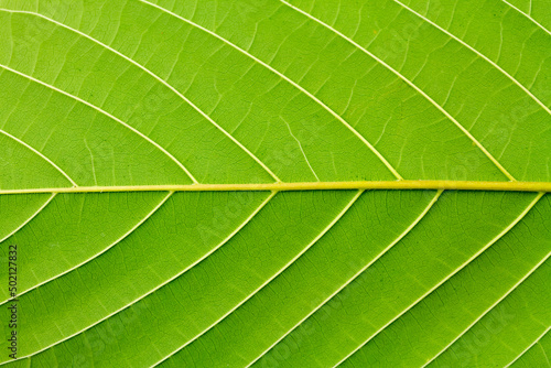 Surface of Behine Mitragyna Speciosa Korth or kratom leaf.