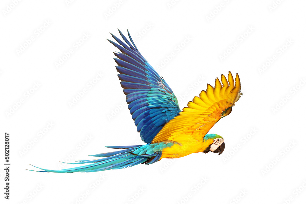 Fototapeta premium Colorful macaw parrot flying isolated on white.
