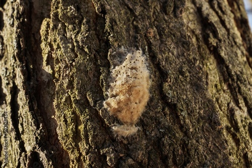Macro Close up of Gypsy Moth Egg Sac Mass on Oak Tree Bark photo