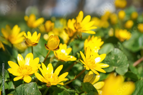 Springtime yellow flowers of Lesser celandine, ficaria verna or fig buttercup