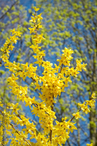 Bush with small and bright yellow flowers  Forsythia Intermedia Spectabilis