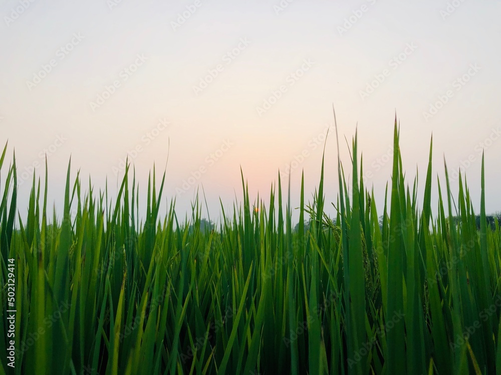 Obraz premium green grass in the morning