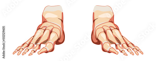 Foot and ankle Bones Human Skeleton front Anterior ventral view. Set Anatomically correct joints, toe phalanges, cuboid, metatarsal, navicular, cuneiform 3D realistic flat concept Vector illustration