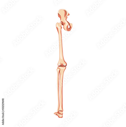 Human Pelvis with leg Skeleton back view with hip bone, thighs, foot, femur, patella, knee, fibula. Anatomically correct 3D realistic flat natural color concept Vector illustration of anatomy isolated