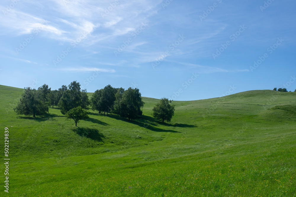 Colorful summer landscape. A small grove, trees on the slope of a green hill.