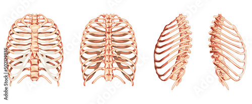 Set of Rib cages Skeleton Human front back side ventral, lateral, and dorsal view. Set of Anatomically correct realistic flat natural color concept Vector illustration of isolated on white background