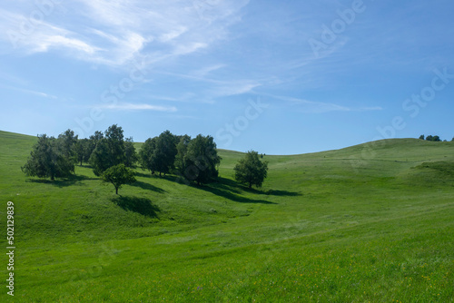 Colorful summer landscape. A small grove  trees on the slope of a green hill.