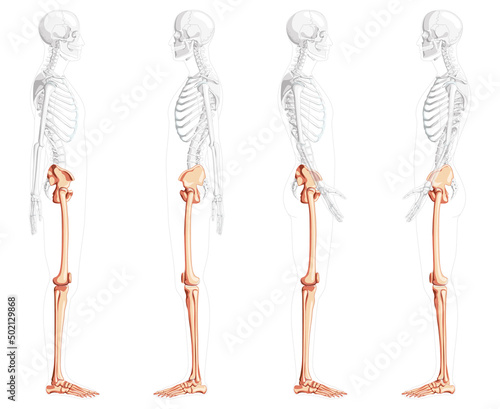 Set of lower limbs Human Pelvis legs, Thighs Feet, Skeleton side lateral view with partly transparent body position. Anatomically correct 3D realistic flat natural color concept Vector illustration