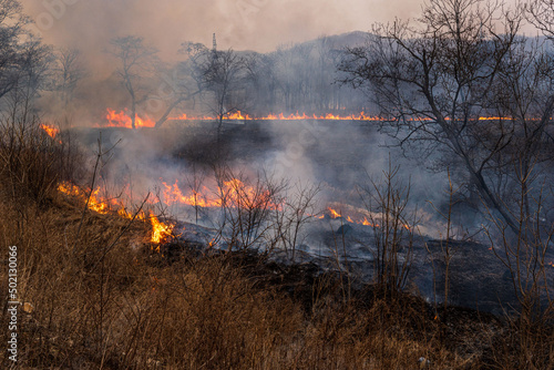This photo shows a forest fire in Russia. The forest is on fire. High quality photo © Вера Щербакова