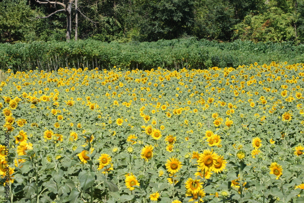 Fototapeta premium Many very beautiful yellow sunflower in garden