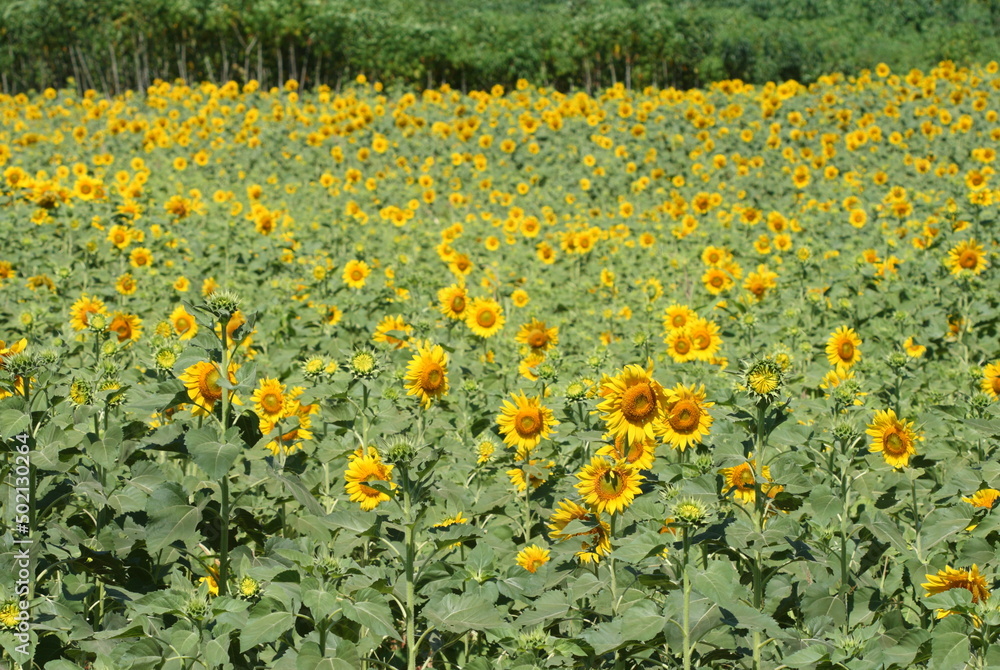 Many very beautiful yellow sunflower in garden