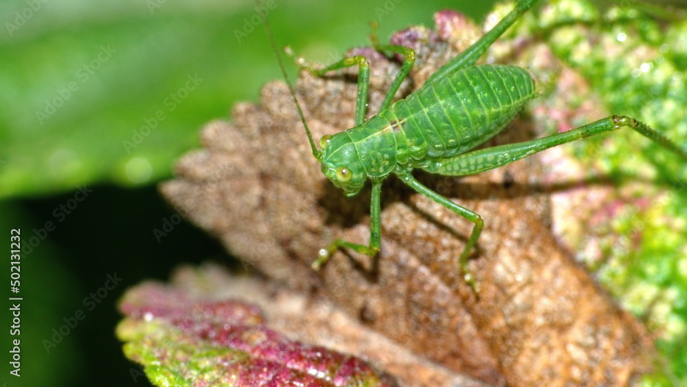 Green katydid on a leaf in Cotacachi, Ecuador Green katydid on a leaf in Cotacachi, Ecuador