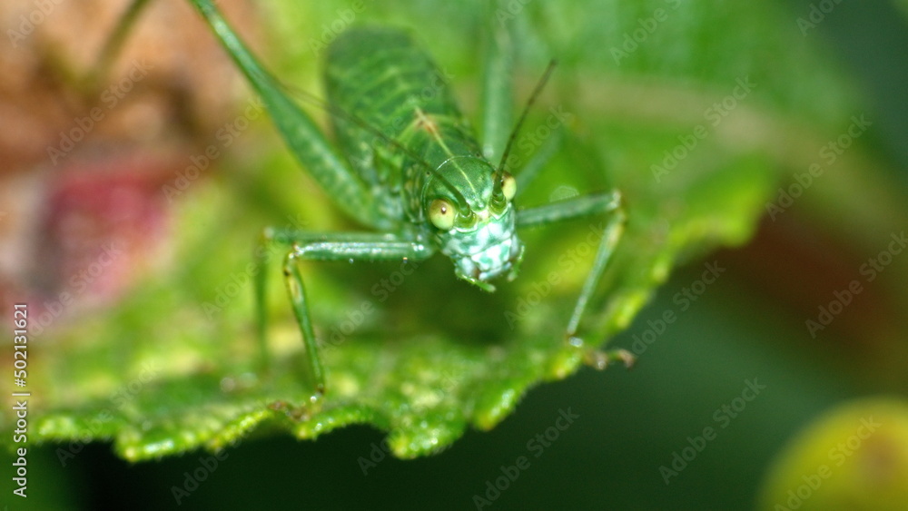 Green katydid on a leaf in Cotacachi, Ecuador Green katydid on a leaf in Cotacachi, Ecuador
