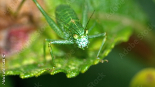 Green katydid on a leaf in Cotacachi, Ecuador © Angela