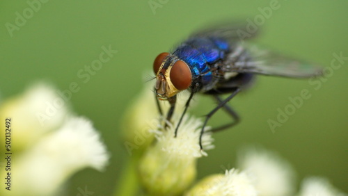 Photos Close up of a blowfly on a cluster of white wildflowers in Cotacachi, Ecuador