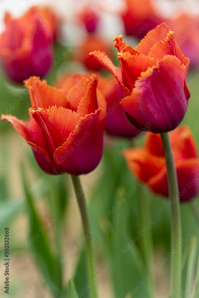 Large field of red tulips in New Jersey USA. High quality photo Large field of red tulips in New Jersey USA. High quality photo