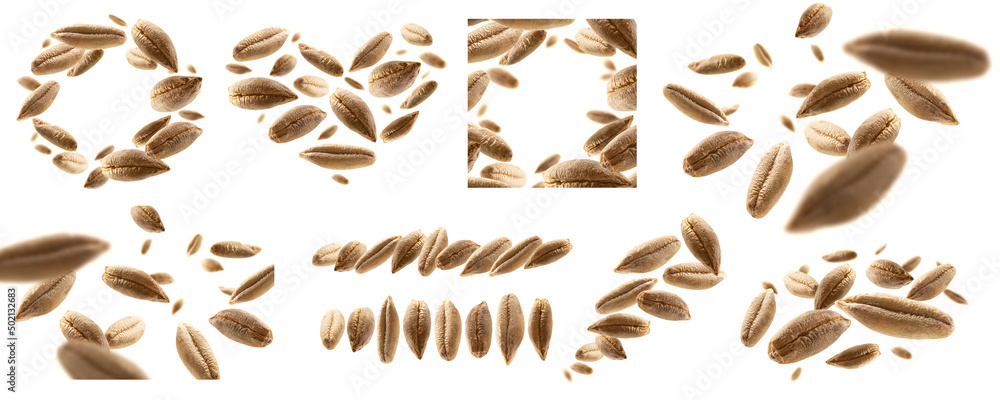 A set of photos. Rye grains levitate on a white background A set of photos. Rye grains levitate on a white background