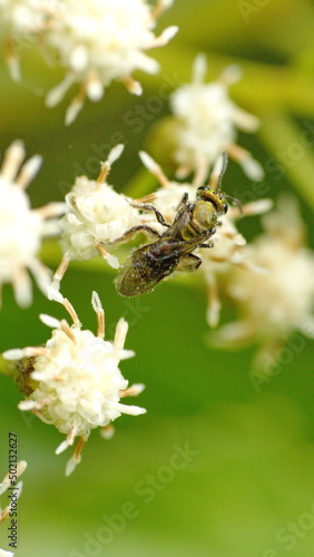 Gold sweat bee on a cluster of white wildflowers in Cotacachi, Ecuador