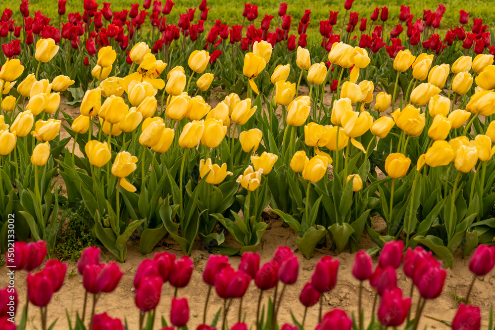 Obraz premium Field of Mixed Colors Tulips in Bloom Background in New Jersey USA. High quality photo