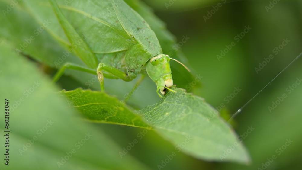 Green katydid on a leaf in Cotacachi, Ecuador Green katydid on a leaf in Cotacachi, Ecuador